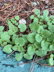Lamium