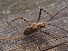 Macropathinae