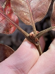 Quercus velutina
