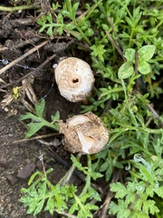 Tulostoma