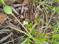 Justicia anagalloides