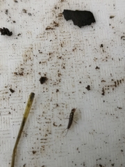 Nebriinae