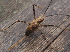 Macropathinae