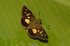 Dalla mesoxantha
