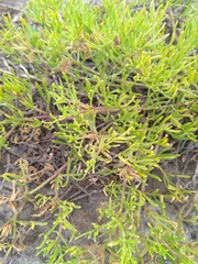 Felicia filifolia