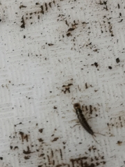Nebriinae