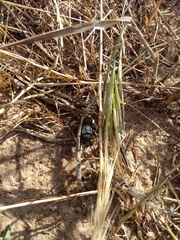 Scarabaeus intricatus