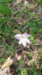 Zephyranthes robusta