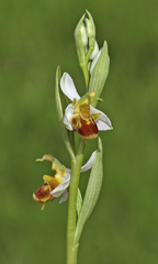 Ophrys apifera flavescens
