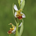 Ophrys apifera flavescens - Photo (c) Mehmet Çelik, some rights reserved (CC BY-NC), uploaded by Mehmet Çelik