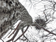 Haliaeetus leucocephalus