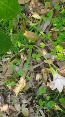 Zephyranthes robusta