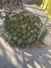 Cactaceae