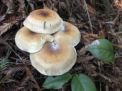Leucopaxillus