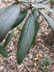 Viburnum rhytidophyllum