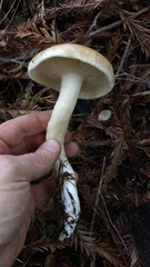 Leucopaxillus