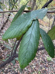 Viburnum rhytidophyllum