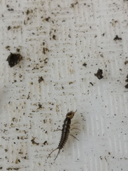 Nebriinae