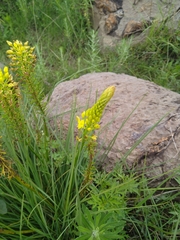 Bulbine abyssinica