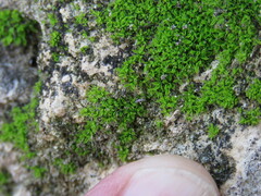 Tortula muralis muralis