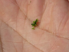 Tortula muralis muralis