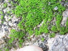 Tortula muralis muralis