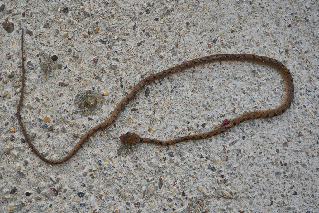 Northern Cat-eyed Snake
