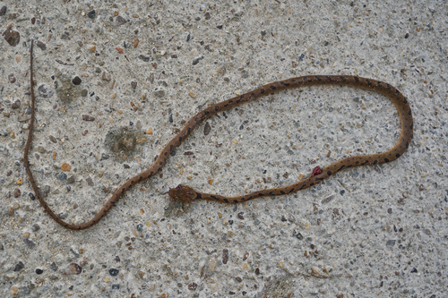 Northern Cat-eyed Snake