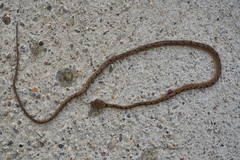 Leptodeira polysticta