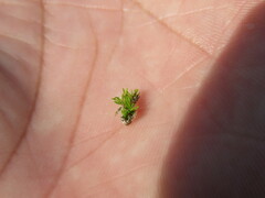 Tortula muralis muralis