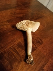 Tricholoma odorum