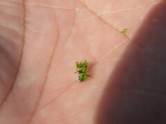 Tortula muralis muralis