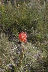 Kniphofia