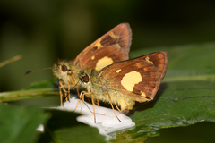 Dalla mesoxantha