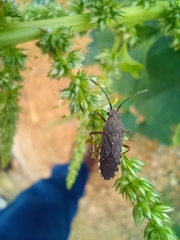 Catorhintha apicalis