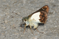 Dalla cocha