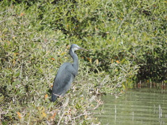 Egretta gularis