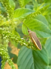 Catorhintha selector