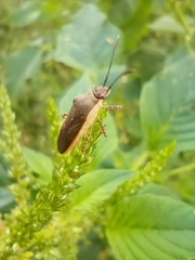 Catorhintha selector