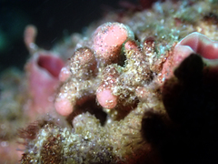 Pyura chilensis