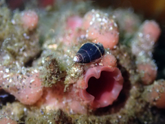 Pyura chilensis