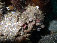 Pyura chilensis