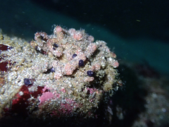 Pyura chilensis