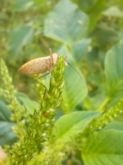 Catorhintha selector