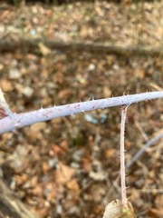 Rubus occidentalis