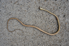 Leptodeira polysticta