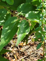 Helicteres jamaicensis