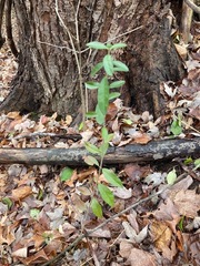 Crocanthemum bicknellii