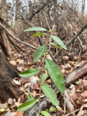 Crocanthemum bicknellii