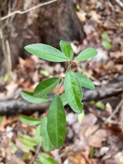 Crocanthemum bicknellii